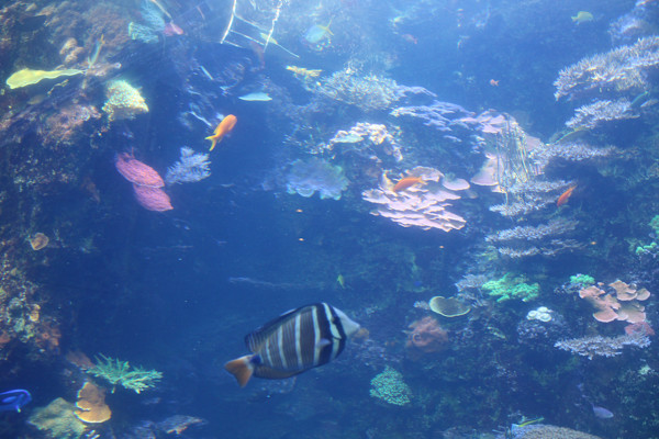 Georgia Aquarium Series 1 (unedited photography, limited edition of 3, displayed in a silver frame) by Michael Hanna