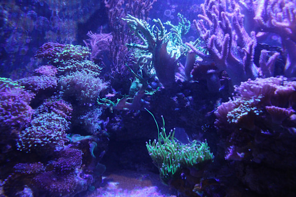 Georgia Aquarium Series 1 (unedited photography, limited edition of 3, displayed in a silver frame) by Michael Hanna