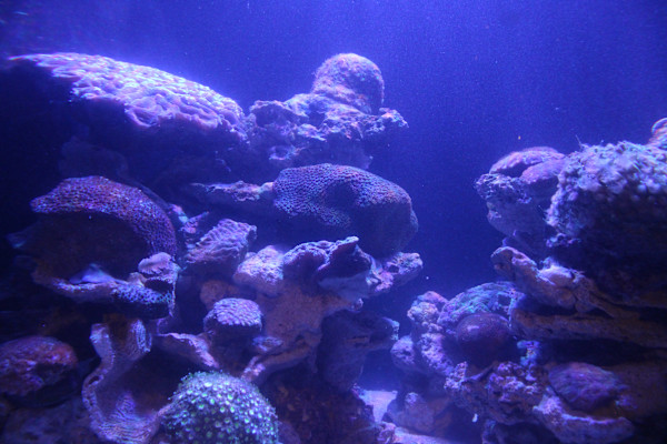 Georgia Aquarium Series 1 (unedited photography, limited edition of 3, displayed in a silver frame) by Michael Hanna