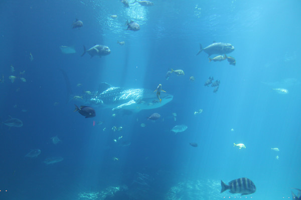 Georgia Aquarium Series 2 (unedited photography, limited edition of 3, displayed in a silver frame) by Michael Hanna