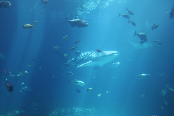 Georgia Aquarium Series 2 (unedited photography, limited edition of 3, displayed in a silver frame) by Michael Hanna