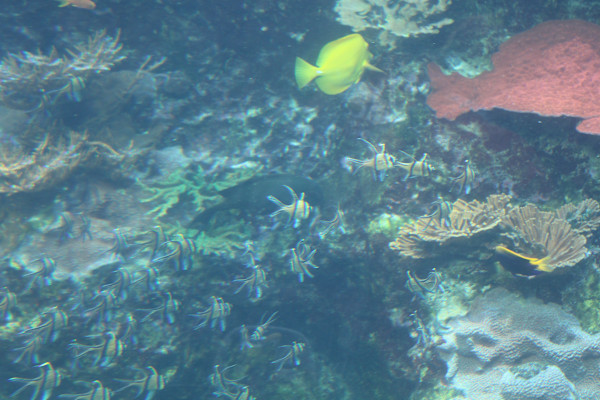 Georgia Aquarium Series 2 (unedited photography, limited edition of 3, displayed in a silver frame) by Michael Hanna