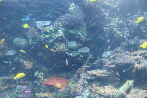 Georgia Aquarium Series 2 (unedited photography, limited edition of 3, displayed in a silver frame) by Michael Hanna