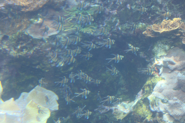 Georgia Aquarium Series 2 (unedited photography, limited edition of 3, displayed in a silver frame) by Michael Hanna