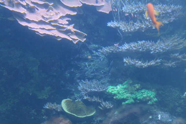 Georgia Aquarium Series 2 (unedited photography, limited edition of 3, displayed in a silver frame) by Michael Hanna