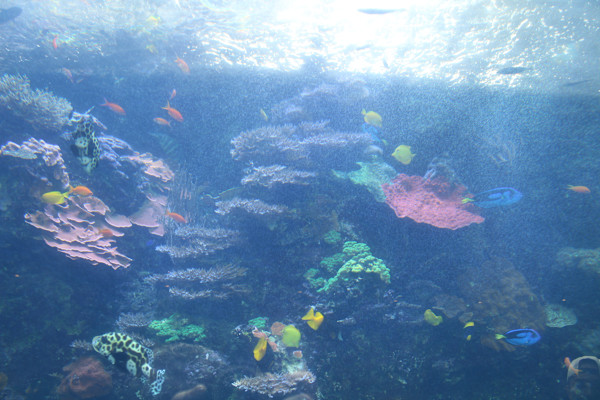 Georgia Aquarium Series 2 (unedited photography, limited edition of 3, displayed in a silver frame) by Michael Hanna