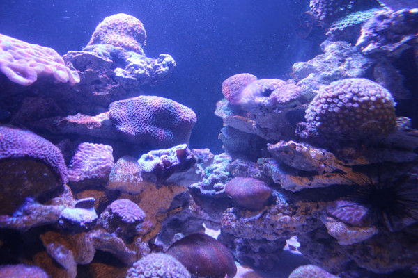 Georgia Aquarium Series 2 (unedited photography, limited edition of 3, displayed in a silver frame) by Michael Hanna