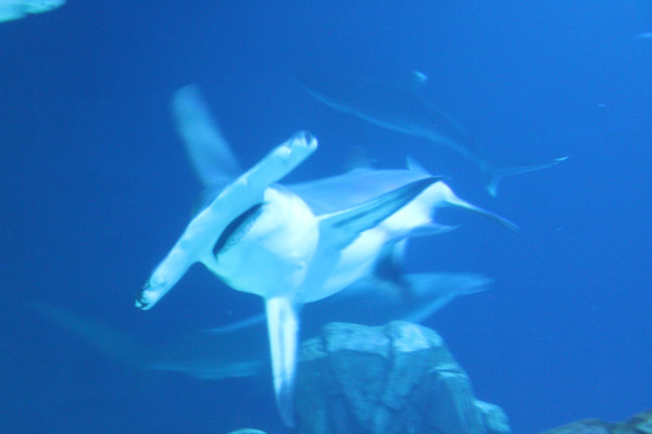 Georgia Aquarium Series 2 (unedited photography, limited edition of 3, displayed in a silver frame) by Michael Hanna