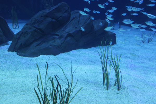 Georgia Aquarium Series 2 (unedited photography, limited edition of 3, displayed in a silver frame) by Michael Hanna