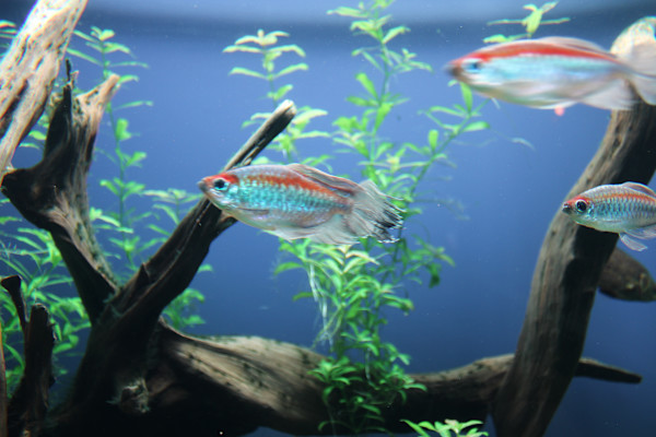 Georgia Aquarium Series 2 (unedited photography, limited edition of 3, displayed in a silver frame) by Michael Hanna