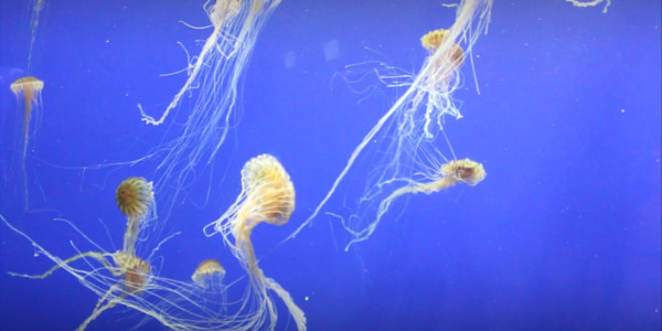 Video Still - Beasts of the Abyss - V. 1 (limited edition of 3, displayed in a silver frame) by Michael Hanna