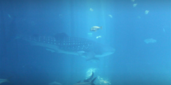 Video Still - Beasts of the Abyss - V. 5 (limited edition of 3, displayed in a silver frame) by Michael Hanna