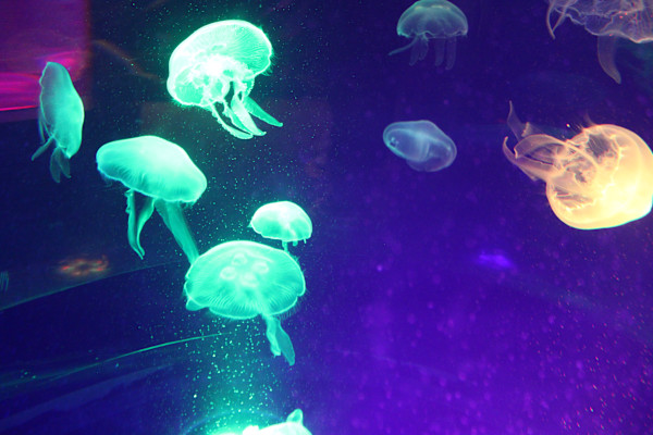 Tennessee Aquarium Series 1 (unedited photography, limited edition of 3, displayed in a silver frame) by Michael Hanna
