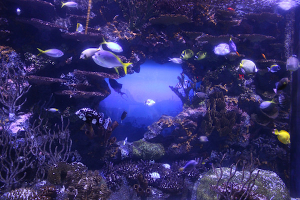 Tennessee Aquarium Series 1 (unedited photography, limited edition of 3, displayed in a silver frame) by Michael Hanna