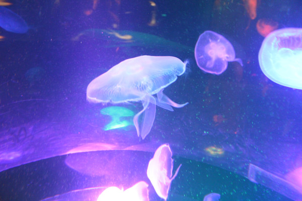 Tennessee Aquarium Series 1 (unedited photography, limited edition of 3, displayed in a silver frame) by Michael Hanna