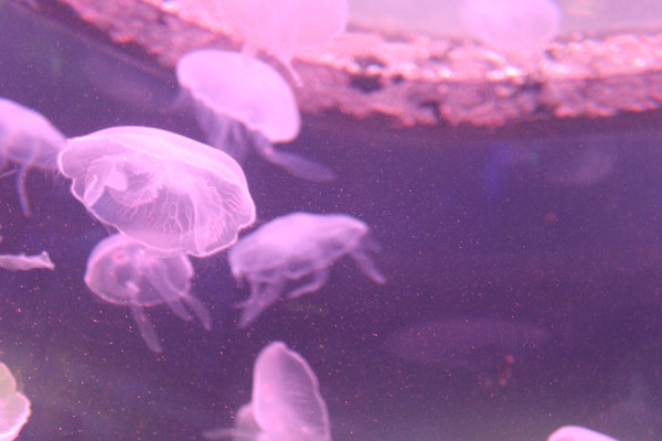 Tennessee Aquarium Series 1 (unedited photography, limited edition of 3, displayed in a silver frame) by Michael Hanna