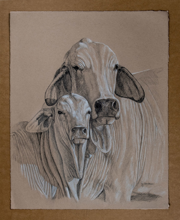 Brahman Cow and Calf by Mark Coombe