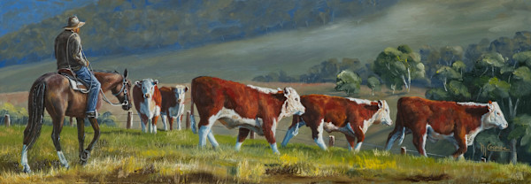 Herefords