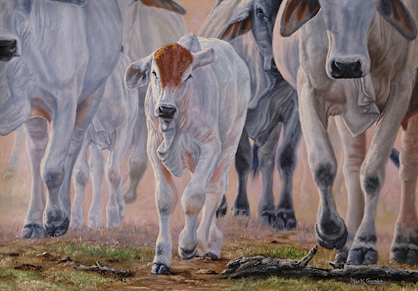 Brahman Calf Walking by Mark Coombe