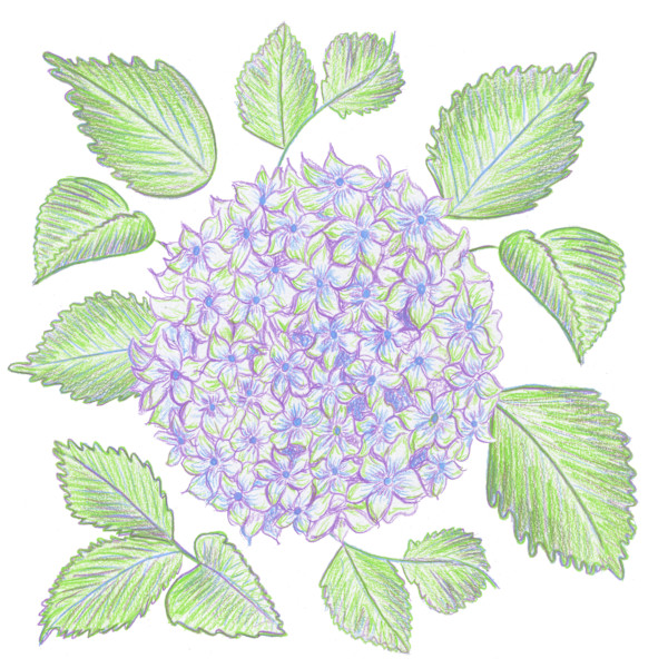 Hydrangea bloom by Janet Danforth, Image 1.