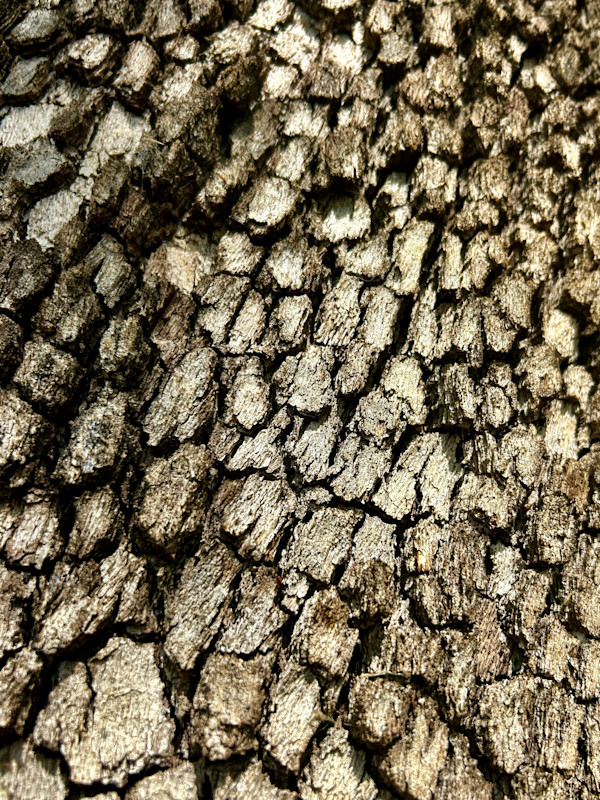 Dragon Skin #5 by Victoria Courtaux