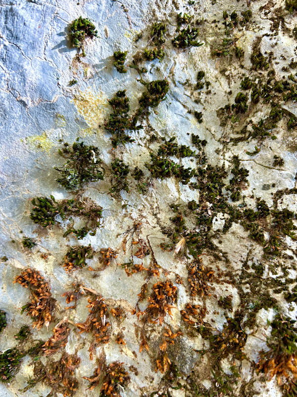 Autumn #1 by Victoria Courtaux