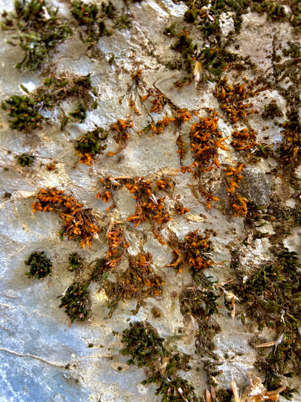 Autumn #2 by Victoria Courtaux