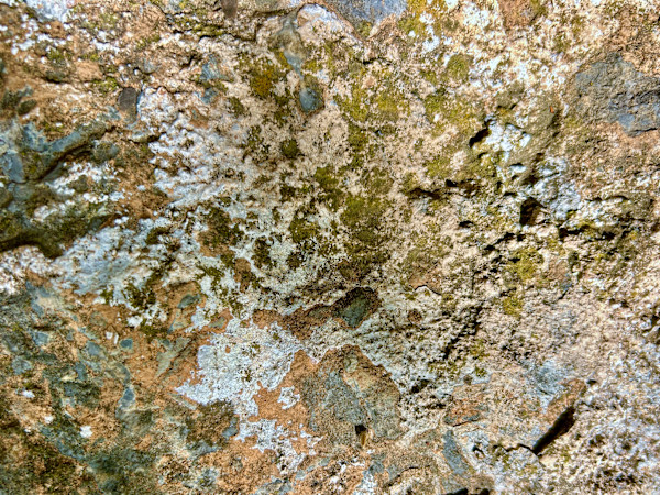 Venus by Victoria Courtaux