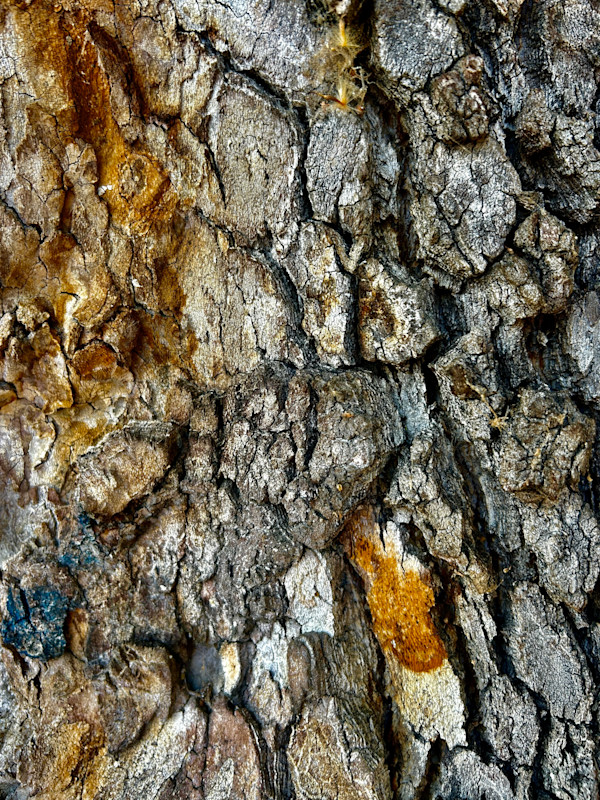 Forest Skin #2 by Victoria Courtaux, Image 16.