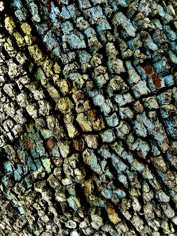 Dragon Skin #2 by Victoria Courtaux