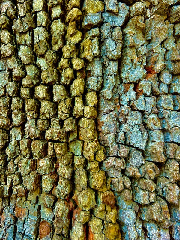 Dragon Skin #1 by Victoria Courtaux