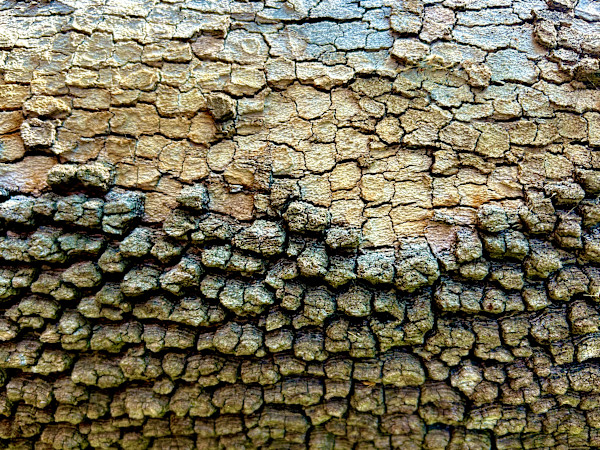 Forest Skin #1 by Victoria Courtaux