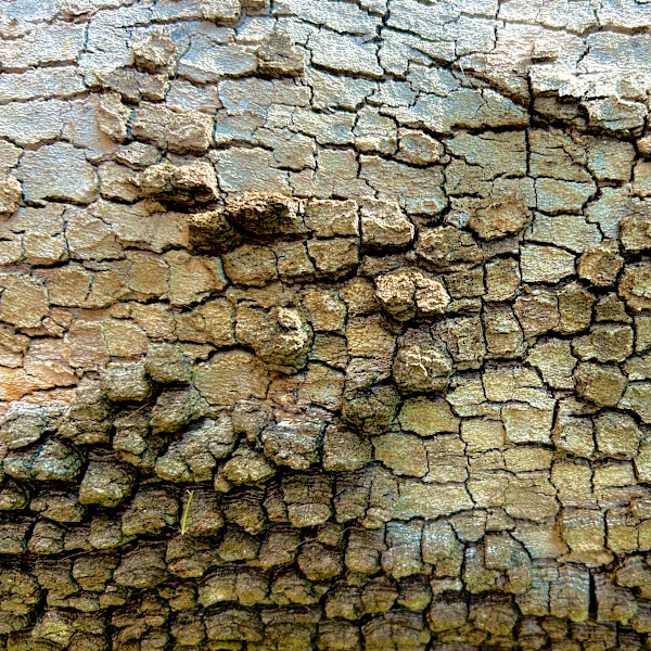 Dragon Skin #4 by Victoria Courtaux