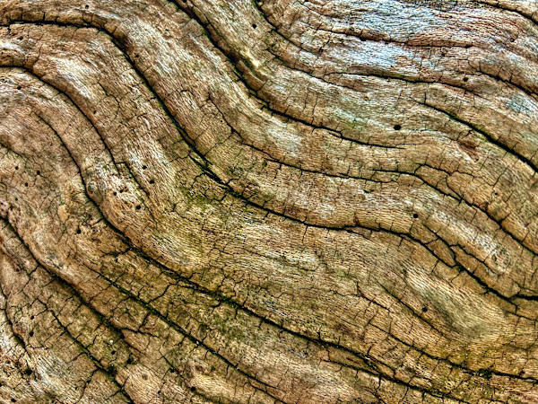 Skin of the Earth #1 by Victoria Courtaux