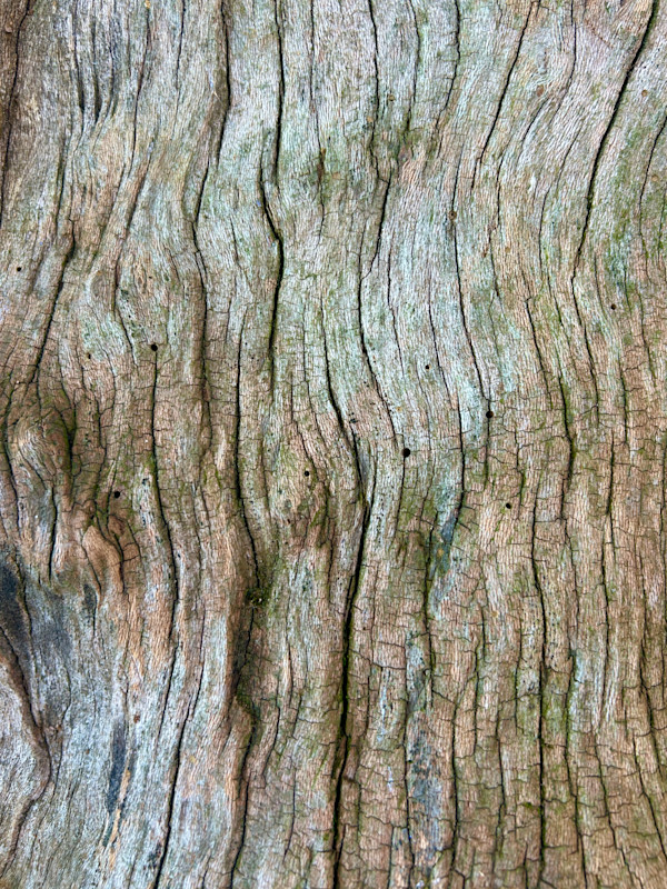 Skin of the Earth #3 by Victoria Courtaux