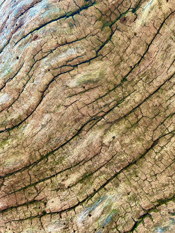 Skin of the Earth #2 by Victoria Courtaux