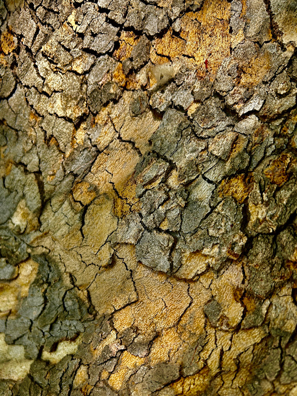 Dragon Skin #6 by Victoria Courtaux