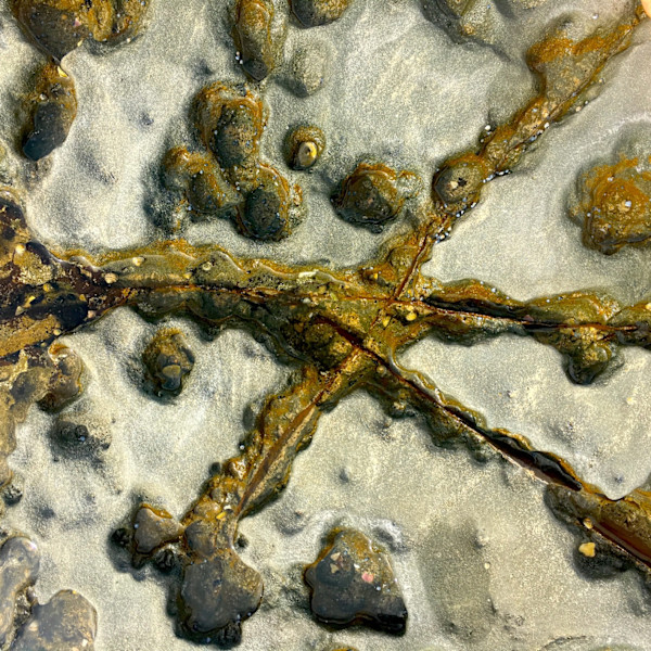 Impossible Shores #5 by Victoria Courtaux