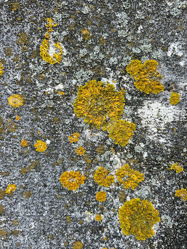 In Bloom by Victoria Courtaux