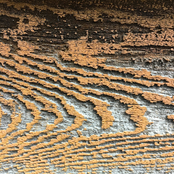 Nature's Songlines #1 by Victoria Courtaux, Image 4.