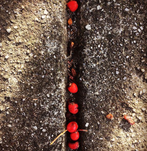 Nature's Songlines #3 by Victoria Courtaux