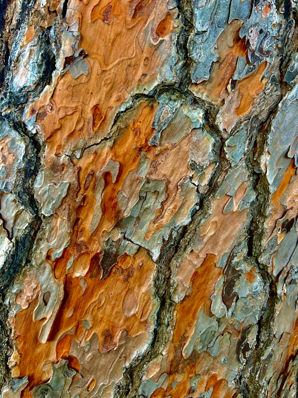 Skin of the Earth #10