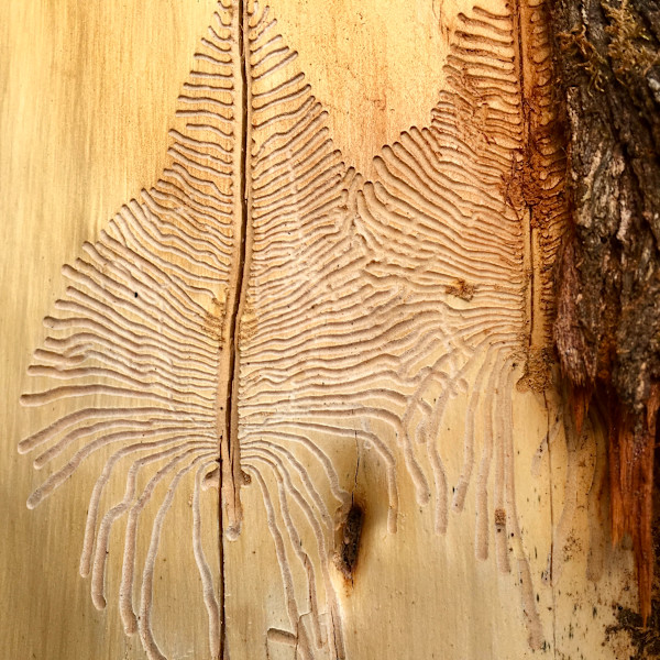 The Feminine #1 by Victoria Courtaux