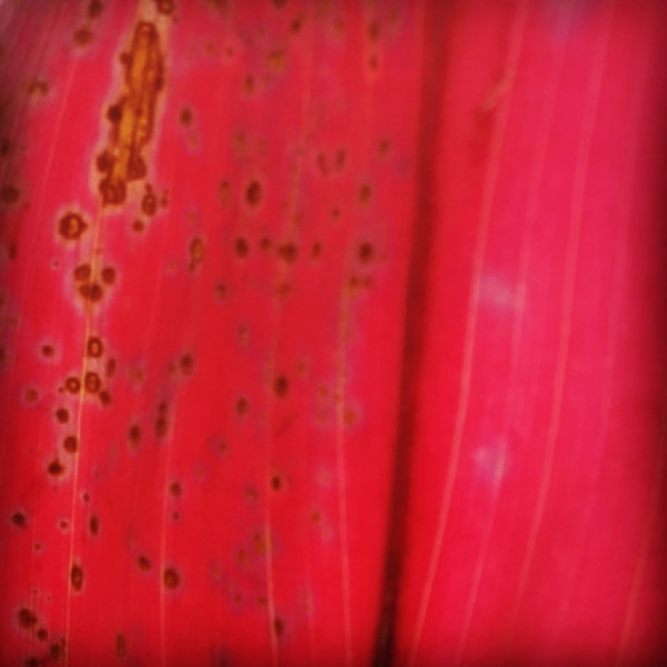 The Feminine #2 by Victoria Courtaux