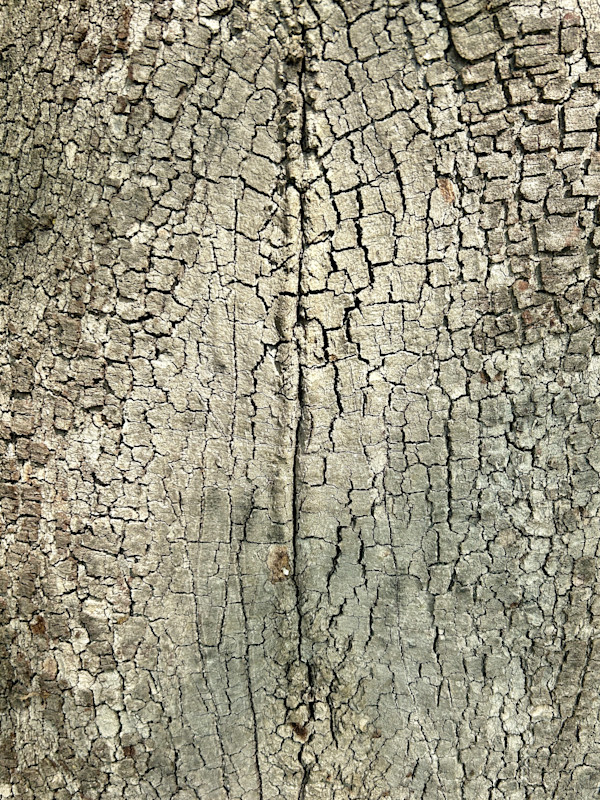 The Feminine #6 by Victoria Courtaux