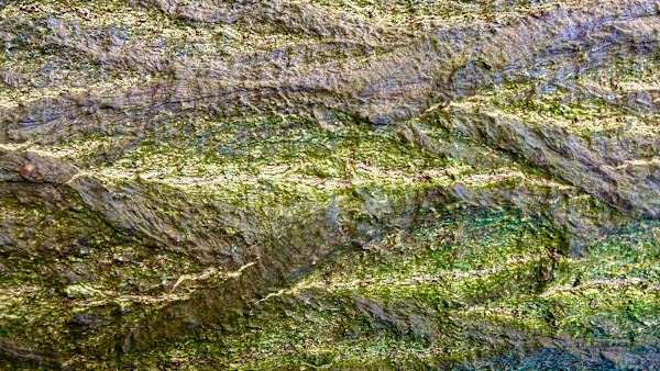 Savage #2 by Victoria Courtaux