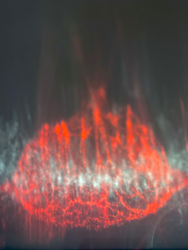 Fear by Victoria Courtaux, Image 1.