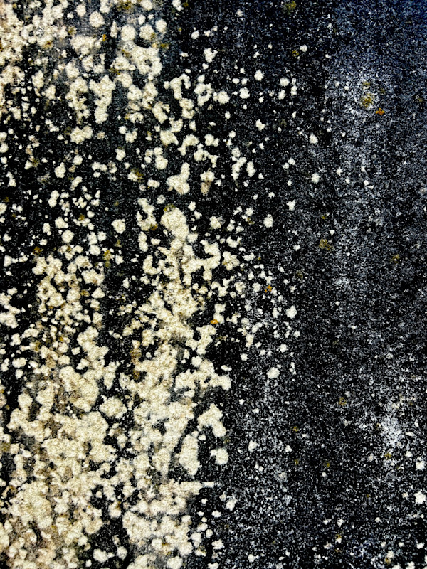 Wild Pelt by Victoria Courtaux