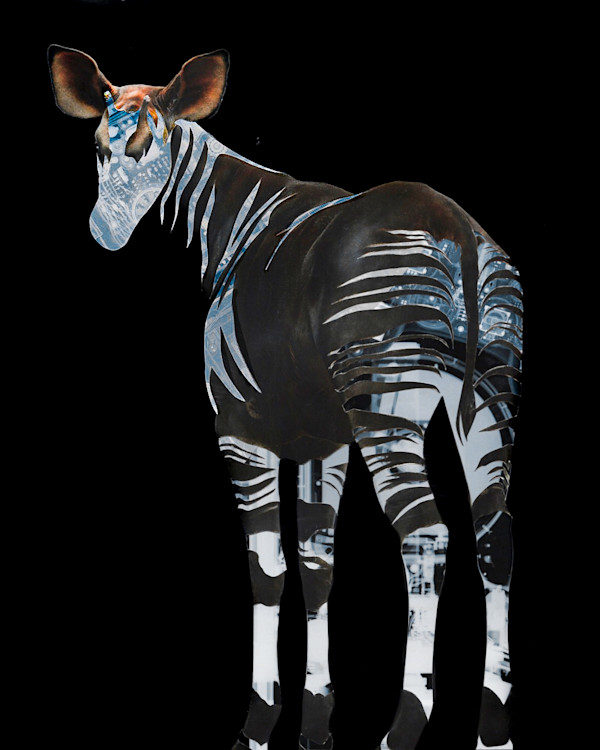 Okapi by Emily Morgan