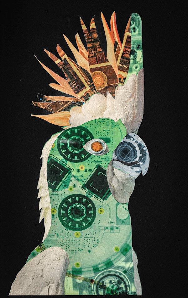 Cockatiel by Emily Morgan